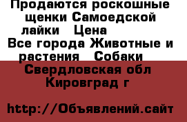 Продаются роскошные щенки Самоедской лайки › Цена ­ 40 000 - Все города Животные и растения » Собаки   . Свердловская обл.,Кировград г.